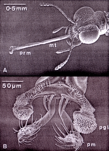 Illustration for article titled Amazing Anuses: Stenus Rove Beetles